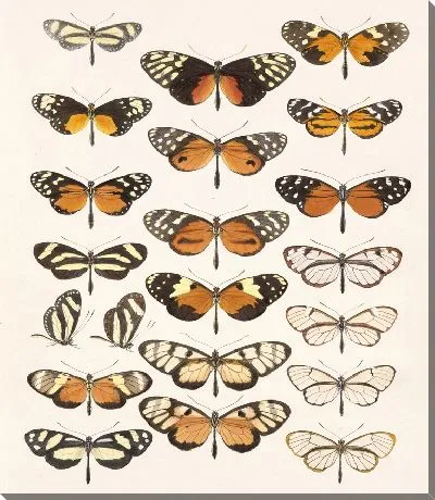 Картина Бабочки Insecta Lepidoptera-Rhopalocera №3