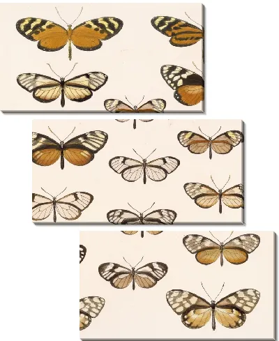 Картина Бабочки Insecta Lepidoptera-Rhopalocera №4