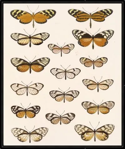 Картина Бабочки Insecta Lepidoptera-Rhopalocera №4
