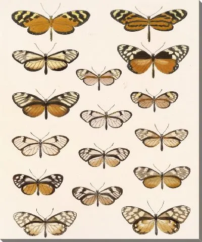 Картина Бабочки Insecta Lepidoptera-Rhopalocera №4