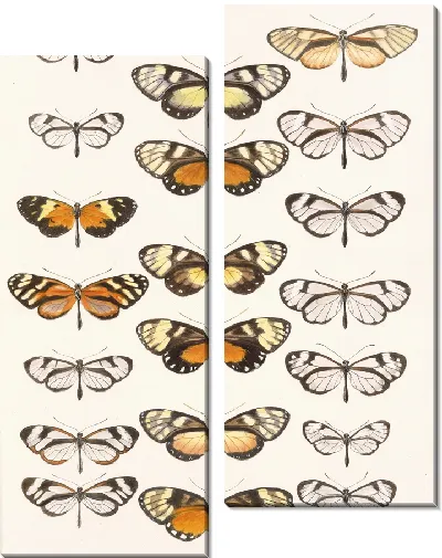 Картина Бабочки Insecta Lepidoptera-Rhopalocera №5