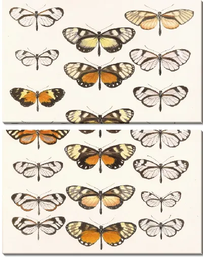 Картина Бабочки Insecta Lepidoptera-Rhopalocera №5