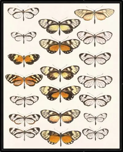 Картина Бабочки Insecta Lepidoptera-Rhopalocera №5