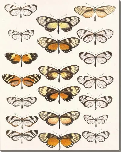 Картина Бабочки Insecta Lepidoptera-Rhopalocera №5