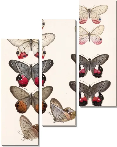 Картина Бабочки Insecta Lepidoptera-Rhopalocera №6