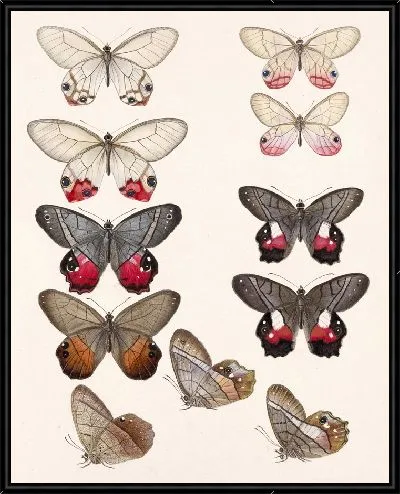 Картина Бабочки Insecta Lepidoptera-Rhopalocera №6