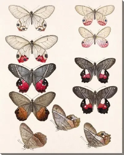 Картина Бабочки Insecta Lepidoptera-Rhopalocera №6