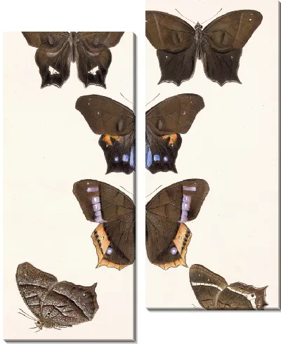 Картина Бабочки Insecta Lepidoptera-Rhopalocera №7