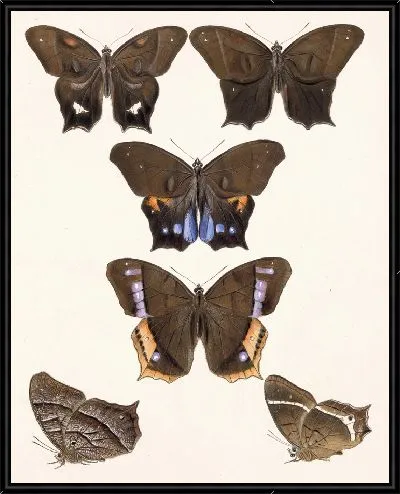 Картина Бабочки Insecta Lepidoptera-Rhopalocera №7