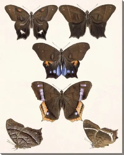 Картина Бабочки Insecta Lepidoptera-Rhopalocera №7