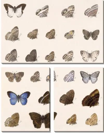 Картина Бабочки Insecta Lepidoptera-Rhopalocera №8