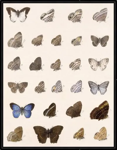 Картина Бабочки Insecta Lepidoptera-Rhopalocera №8