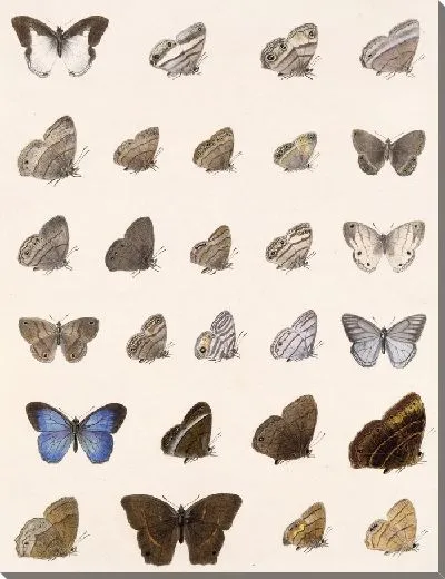 Картина Бабочки Insecta Lepidoptera-Rhopalocera №8