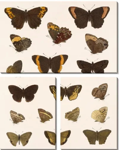 Картина Бабочки Insecta Lepidoptera-Rhopalocera №9