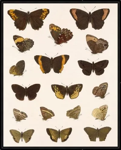Картина Бабочки Insecta Lepidoptera-Rhopalocera №9