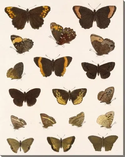 Картина Бабочки Insecta Lepidoptera-Rhopalocera №9