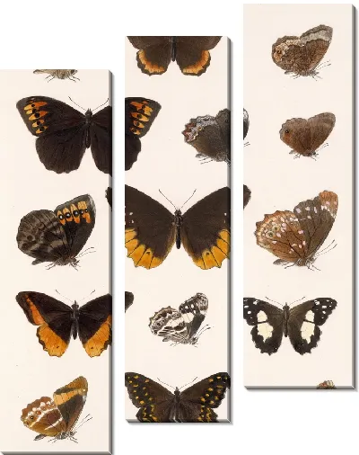 Картина Бабочки Insecta Lepidoptera-Rhopalocera №10