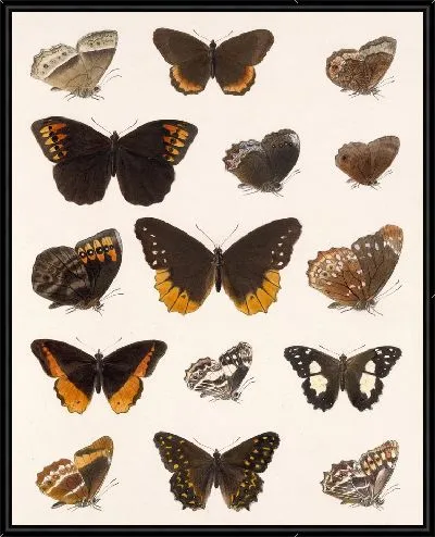 Картина Бабочки Insecta Lepidoptera-Rhopalocera №10