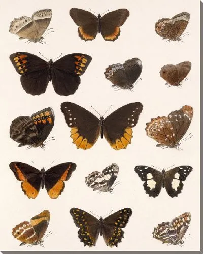 Картина Бабочки Insecta Lepidoptera-Rhopalocera №10