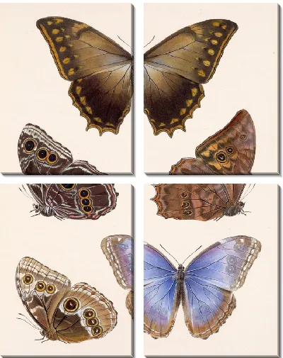 Картина Бабочки Insecta Lepidoptera-Rhopalocera №11