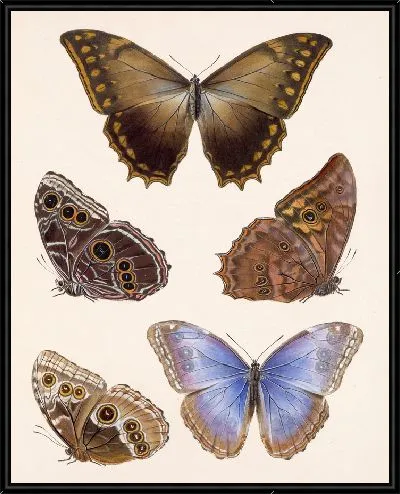 Картина Бабочки Insecta Lepidoptera-Rhopalocera №11