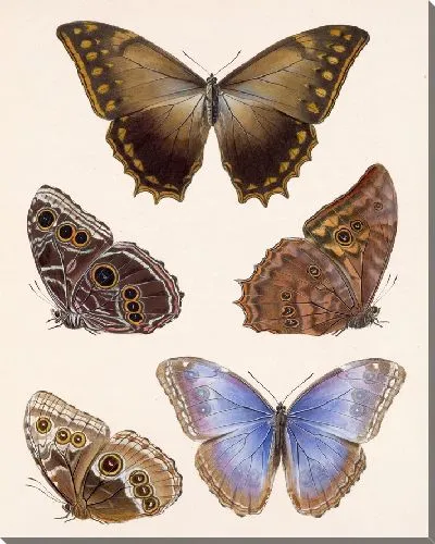 Картина Бабочки Insecta Lepidoptera-Rhopalocera №11