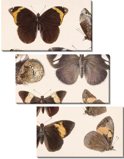 Картина Бабочки Insecta Lepidoptera-Rhopalocera №12