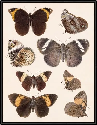 Картина Бабочки Insecta Lepidoptera-Rhopalocera №12