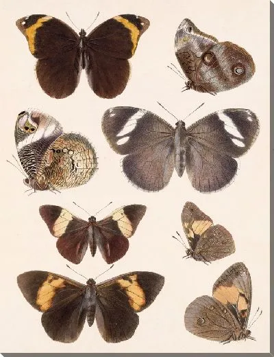 Картина Бабочки Insecta Lepidoptera-Rhopalocera №12