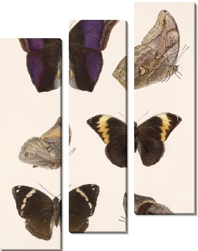 Картина Бабочки Insecta Lepidoptera-Rhopalocera №13