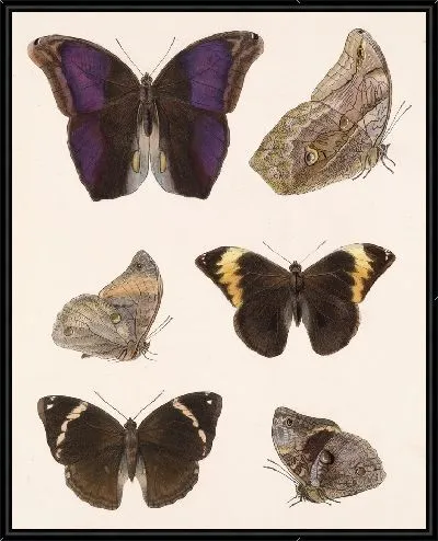 Картина Бабочки Insecta Lepidoptera-Rhopalocera №13