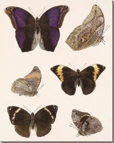 Картина Бабочки Insecta Lepidoptera-Rhopalocera №13