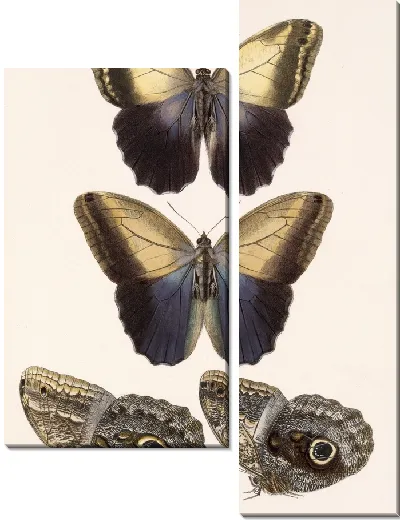 Картина Бабочки Insecta Lepidoptera-Rhopalocera №14