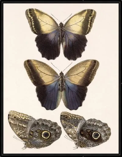 Картина Бабочки Insecta Lepidoptera-Rhopalocera №14