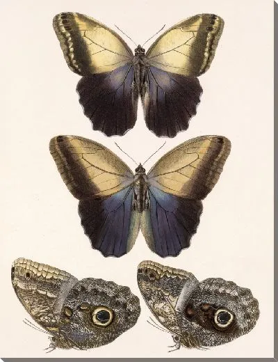 Картина Бабочки Insecta Lepidoptera-Rhopalocera №14