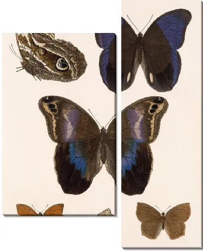 Картина Бабочки Insecta Lepidoptera-Rhopalocera №15