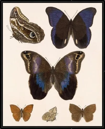 Картина Бабочки Insecta Lepidoptera-Rhopalocera №15