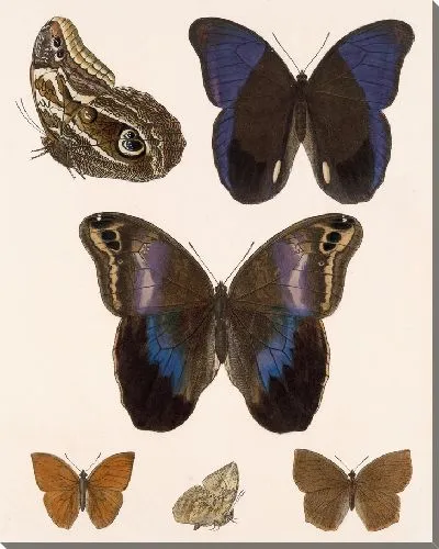 Картина Бабочки Insecta Lepidoptera-Rhopalocera №15