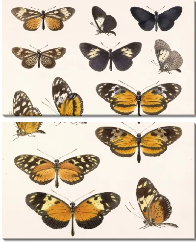 Картина Бабочки Insecta Lepidoptera-Rhopalocera №16
