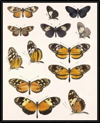 Картина Бабочки Insecta Lepidoptera-Rhopalocera №16