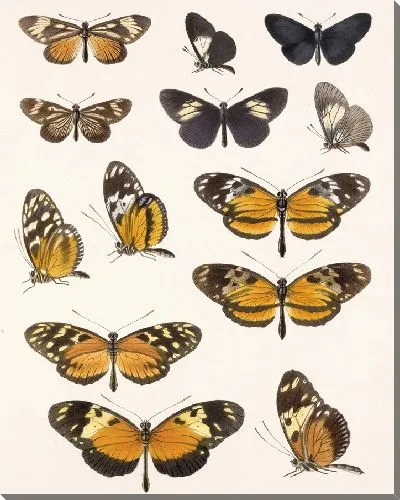 Картина Бабочки Insecta Lepidoptera-Rhopalocera №16