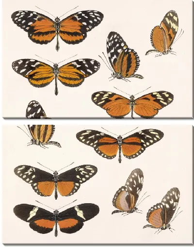 Картина Бабочки Insecta Lepidoptera-Rhopalocera №17