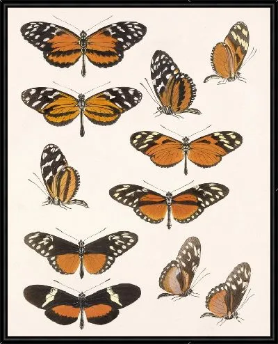Картина Бабочки Insecta Lepidoptera-Rhopalocera №17