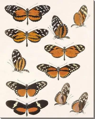 Картина Бабочки Insecta Lepidoptera-Rhopalocera №17