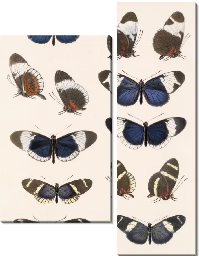 Картина Бабочки Insecta Lepidoptera-Rhopalocera №18