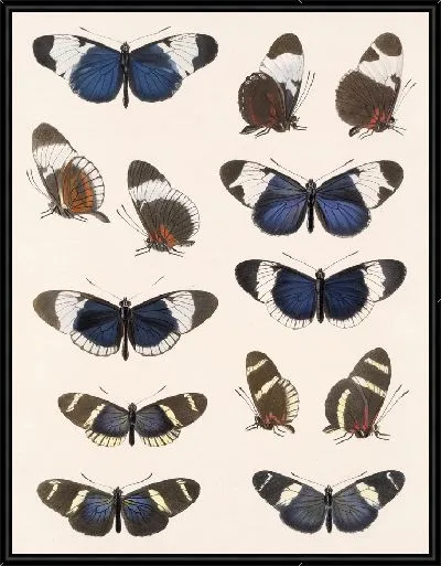 Картина Бабочки Insecta Lepidoptera-Rhopalocera №18