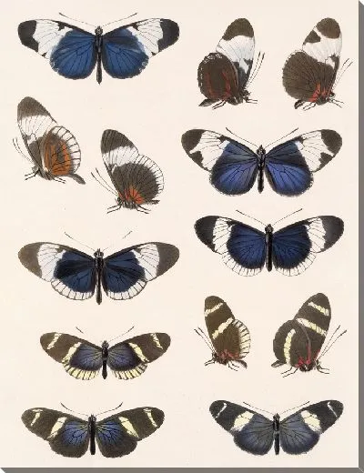 Картина Бабочки Insecta Lepidoptera-Rhopalocera №18