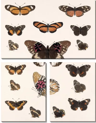 Картина Бабочки Insecta Lepidoptera-Rhopalocera №19