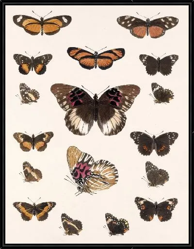 Картина Бабочки Insecta Lepidoptera-Rhopalocera №19