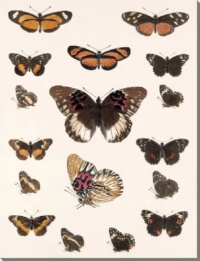 Картина Бабочки Insecta Lepidoptera-Rhopalocera №19